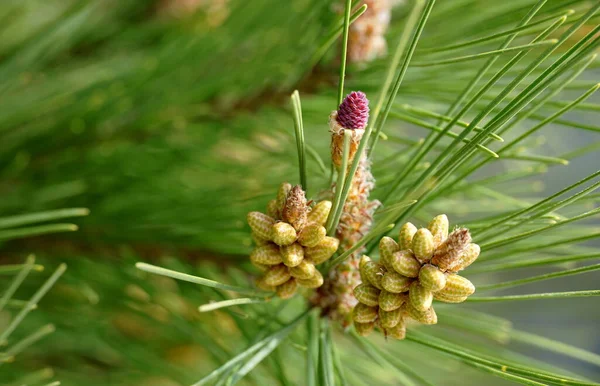 Buds Pine Cones Green Needles Branch Pinus Pinaster Tree Green — Stock Photo, Image