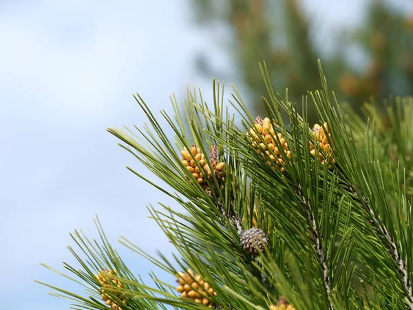 Green Branches Treetop Pinus Pinaster Young Pine Cone Facing Sky — Stock Photo, Image