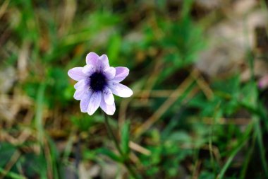 Vahşi doğada bir çiçek. Bulanık yeşil çayır arka planında mavi erkekli beyaz çiçek