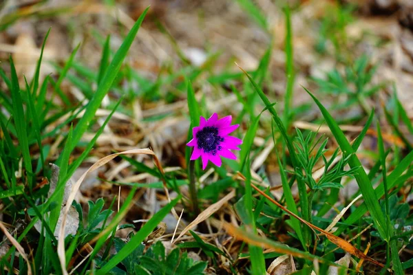 Pink Spring Wild Flower Sprouts Green Grass Forest Spring — Stock Photo, Image