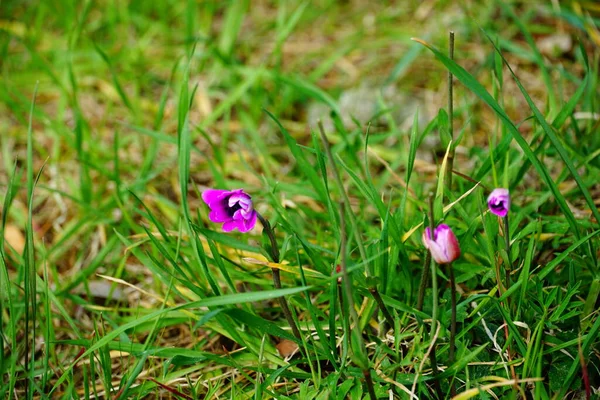 Delicate and tiny pink spring flowers buds on the lawn in the forest. Nature in the early spring