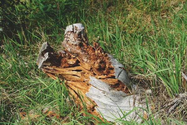 Ormanda yatan eski ve kırık ağaç kütüğü.