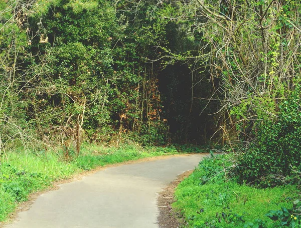 Pathway through the green wild forest. A forest path that leads through a forest full of wild trees and shrubs