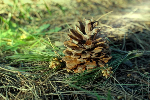 Cône Pin Dans Bois Vieux Cône Pin Pourri Avec Deux — Photo