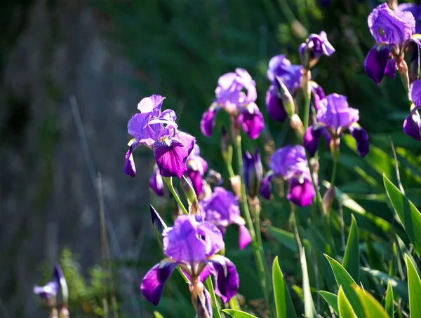 Piękny Niebieski Fioletowy Iris Germanica Niektórych Wyblakłych Kwiatów Polanie Lasu — Zdjęcie stockowe