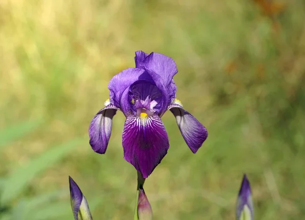 Flower Purple Iris Few Faded Petals Close View Nature Floral — Stock Photo, Image