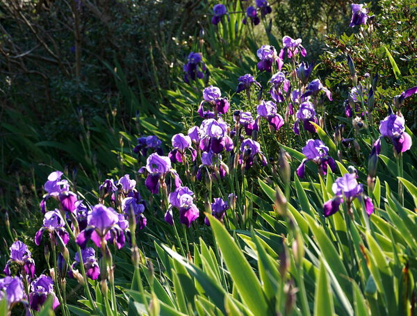 Forest meadow on sunlight with a lots of blue and purple Iris germanica with some faded flowers