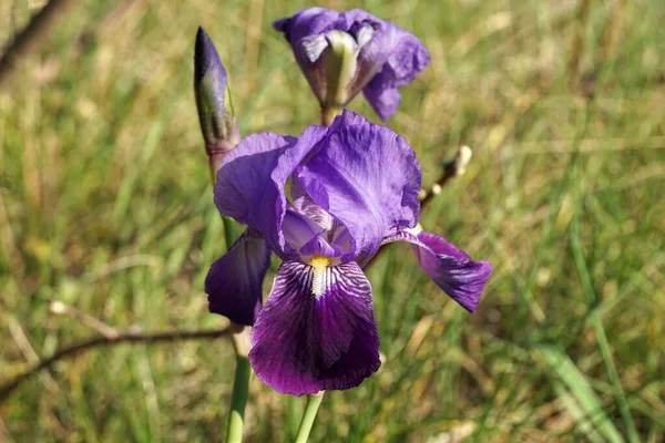 Iris Germanica Purple Color Flower Plant Family Iridaceae Blurred Green — Stock Photo, Image