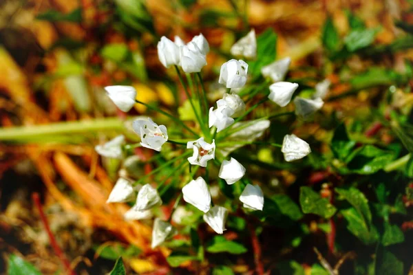 Flowering Garden Weed White Tiny Flowers Close View — Stock Photo, Image