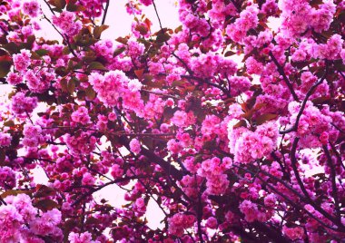 Koyu pembe tonda bahar çiçekleri. İlkbaharın başlarında bir sürü güzel pembe çiçekli harika dallar.