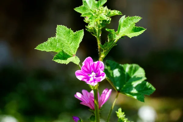 Flor Malva Flor Común Rama Frondosa Con Hojas Verdes Luz — Foto de Stock