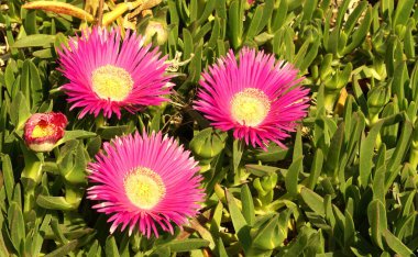 Iceplant 'ın üç çiçeği ya da latin adı Delosperma Cooperi. Güzel çiçekleri olan sulu bir bitki.