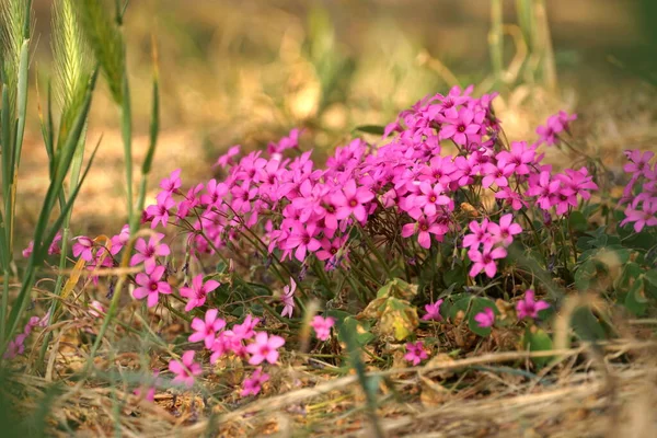 Forest Flora Bush Many Tiny Pink Flowers Forest Blossomed Forest — Stock Photo, Image