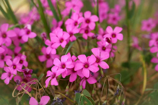 Rosa Skog Blommande Blommor Tidigt Våren Närbild — Stockfoto