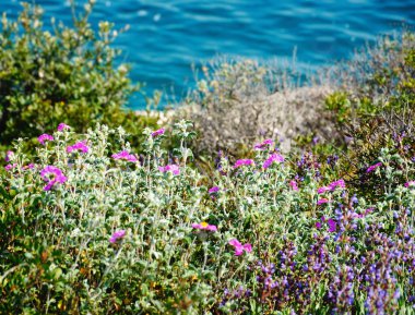 Akdeniz florası. Çeşitli renkli yabani bitkiler ve çiçek türleri.