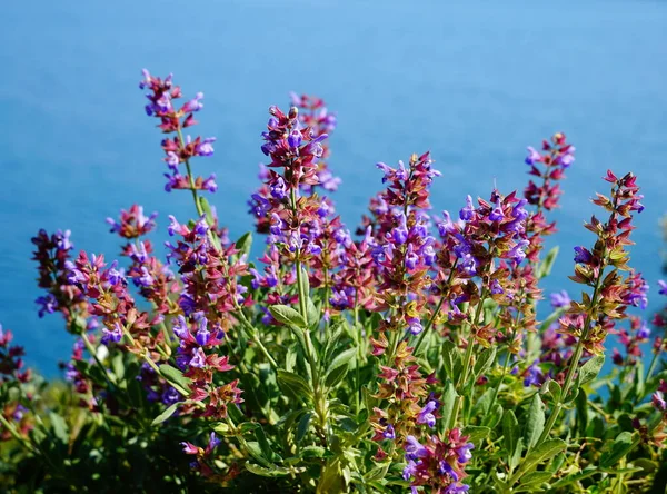 Deniz kıyısı ve kirlenmemiş doğa ortamında adaçayı ya da salvia resmi bitkisi
