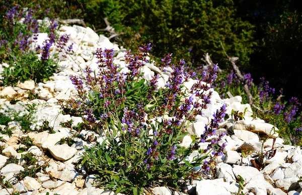 Hierbas Silvestres Bosque Arbustos Salvia Florecientes Claro Bosque — Foto de Stock