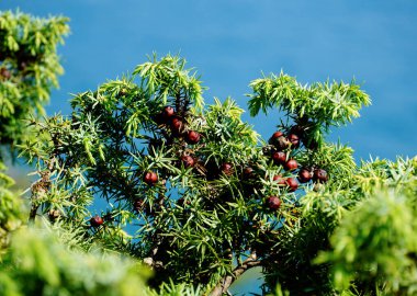 Juniperus Oxycedrus ağacının yeşil brunchlarının tepesinde meyveler var.