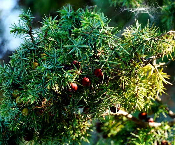 Juniper keskin ve yeşil dallar ve olgun meyveler. Juniperus oxycedrus ağacı tepesini kapatın