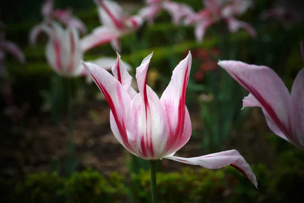 Belle Fleur Tulipe Avec Pétale Tombé Tulipe Blanche Rayures Rouges — Photo