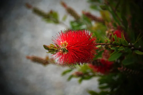 Uncommon Red Flower Boottlebrush Decorative Garden Shrub — Stock Photo, Image