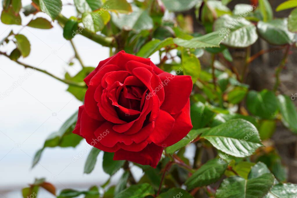 Fragrant flower of incredibly beautiful blooming fresh red rose flower after the rain