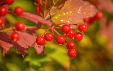 Şeffaf gözyaşı denilen manzara 