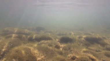 Bir dağ nehrinin sualtı manzarası