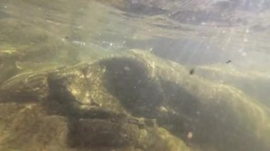 Bir dağ nehrinin sualtı manzarası
