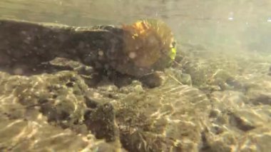 Bir dağ nehrinin sualtı manzarası