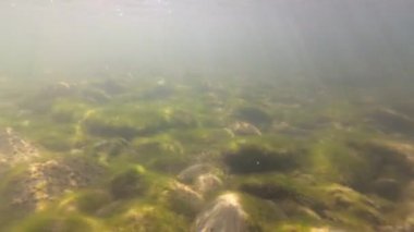 Bir dağ nehrinin sualtı manzarası