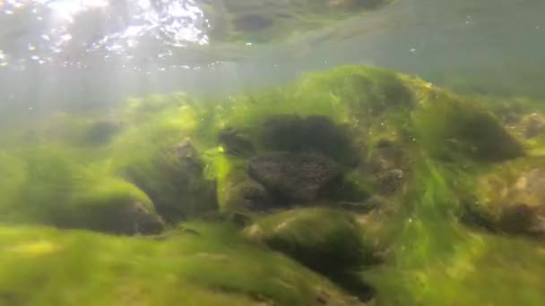 Paisagem Subaquática Rio Montanha — Vídeo de Stock