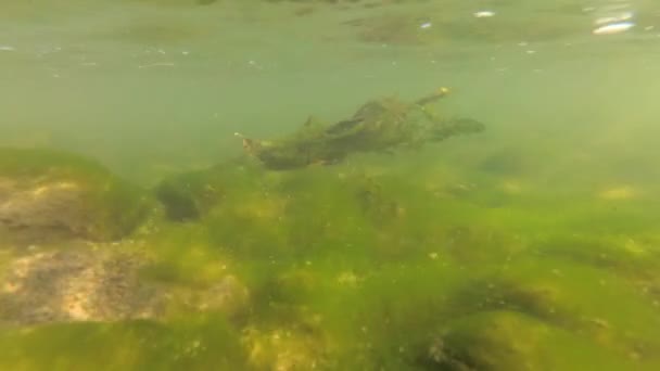 Underwater Landscape Mountain River — Stock Video