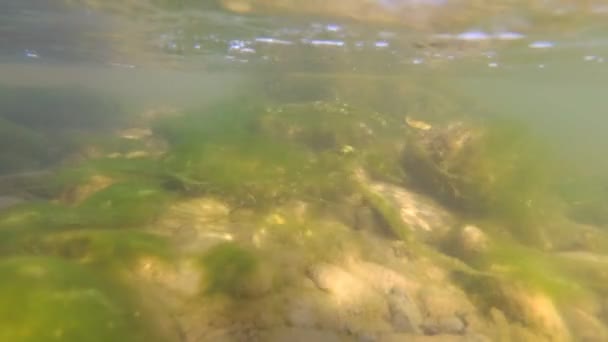 Подводный Пейзаж Горной Реки — стоковое видео