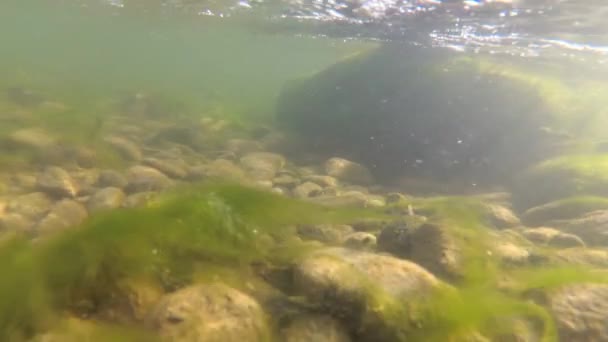 Onderwater Landschap Van Een Berg Rivier — Stockvideo