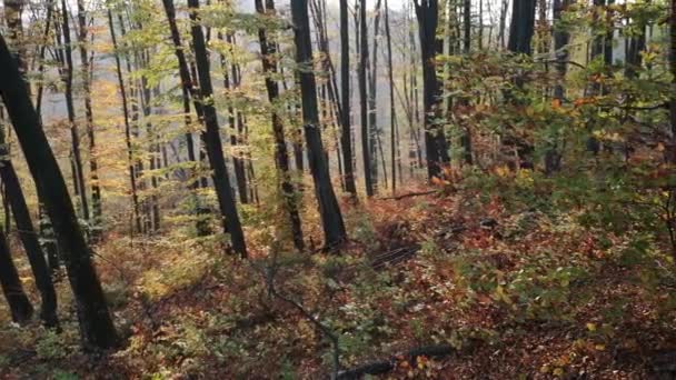 秋の山林で — ストック動画