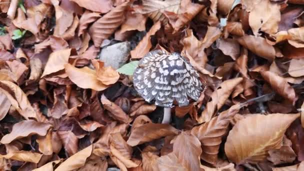 Dans Forêt Montagne Automne — Video