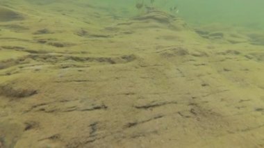 Bir dağ nehrinin sualtı manzarası