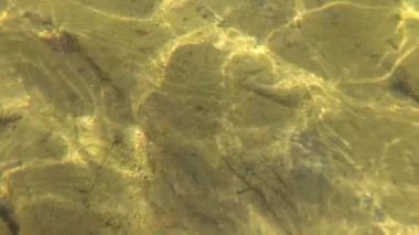 Bir dağ nehrinin sualtı manzarası