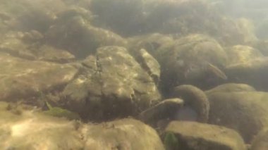 Bir dağ nehrinin sualtı manzarası