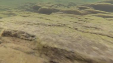 Bir dağ nehrinin sualtı manzarası