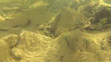 Bir dağ nehrinin sualtı manzarası