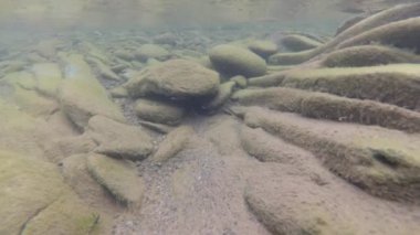 Bir dağ nehrinin sualtı manzarası