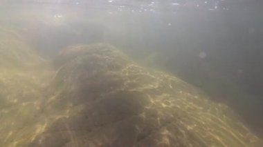 Bir dağ nehrinin sualtı manzarası