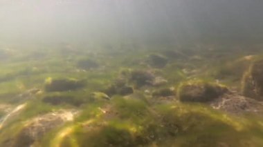Bir dağ nehrinin sualtı manzarası