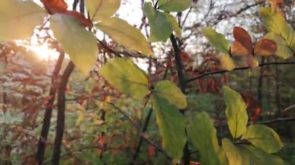 Bosque Montaña Otoño — Vídeos de Stock