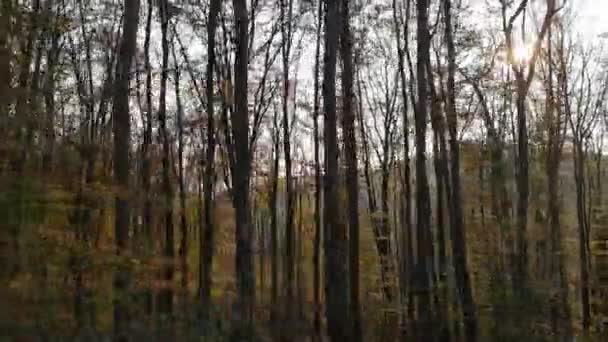 Sonbaharda Dağ Ormanında — Stok video
