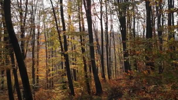 Mountain Forest Autumn — Stock Video