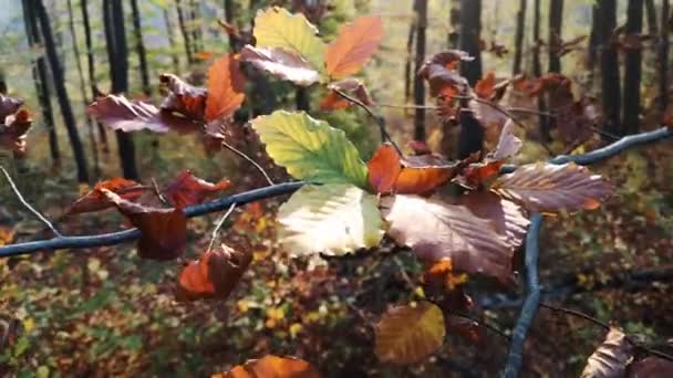 Sonbaharda Dağ Ormanında — Stok video