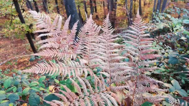 Bosque Montaña Otoño — Vídeos de Stock